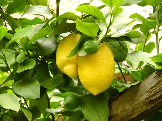 Lækre citroner